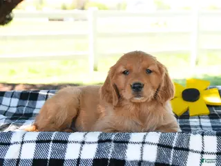 Golden Retriever dogs for sale: Amaya - Ad 2