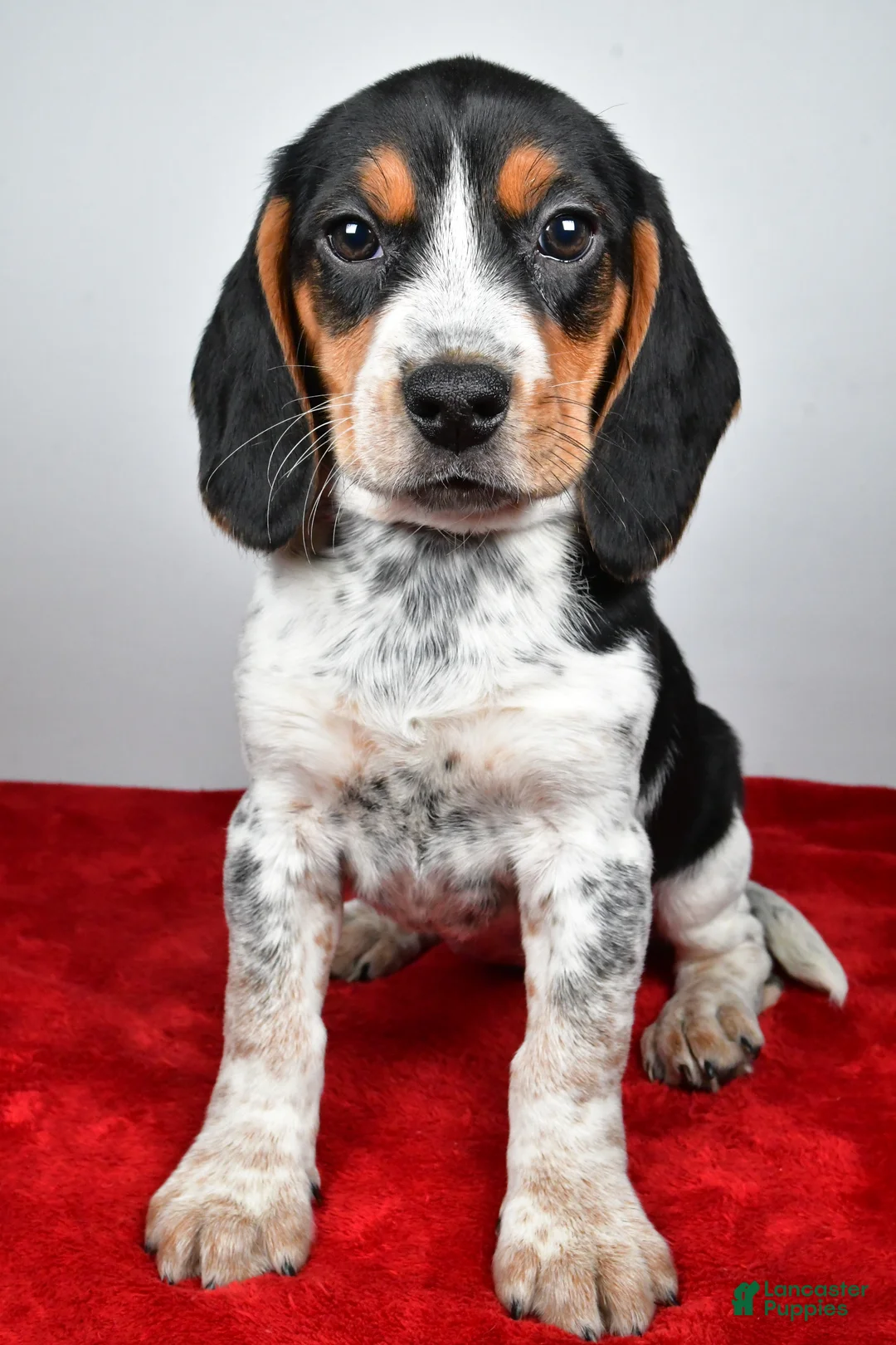 Beagle dogs for sale: Regina - Ad 8