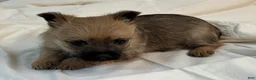 Cairn Terrier dogs for sale: Cairn Terrier Puppy 2 - Ad 2