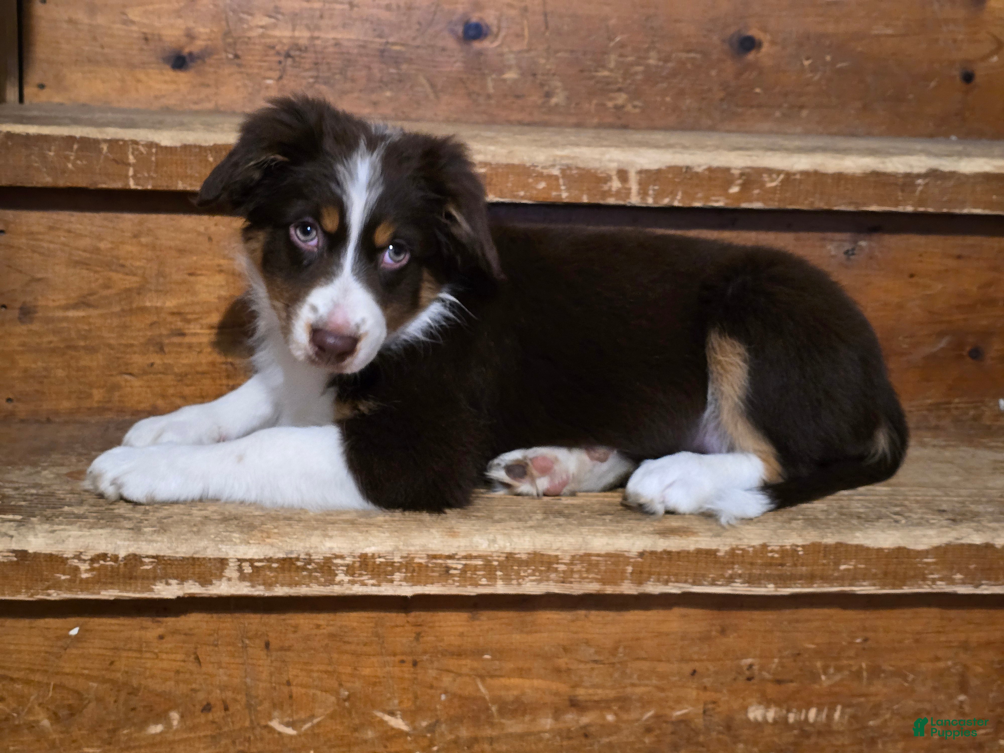 Australian Shepherd dogs Australian Shepherd Puppy 1 - Ad 36