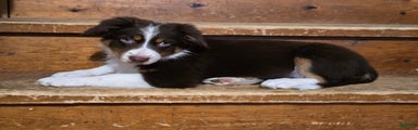 Australian Shepherd Puppy 1