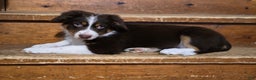 Australian Shepherd dogs for sale: Australian Shepherd Puppy 1 - Ad 1