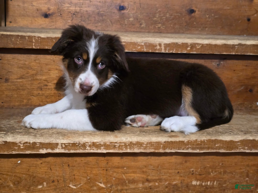 Australian Shepherd dogs for sale: Australian Shepherd Puppy 1 - Ad 1