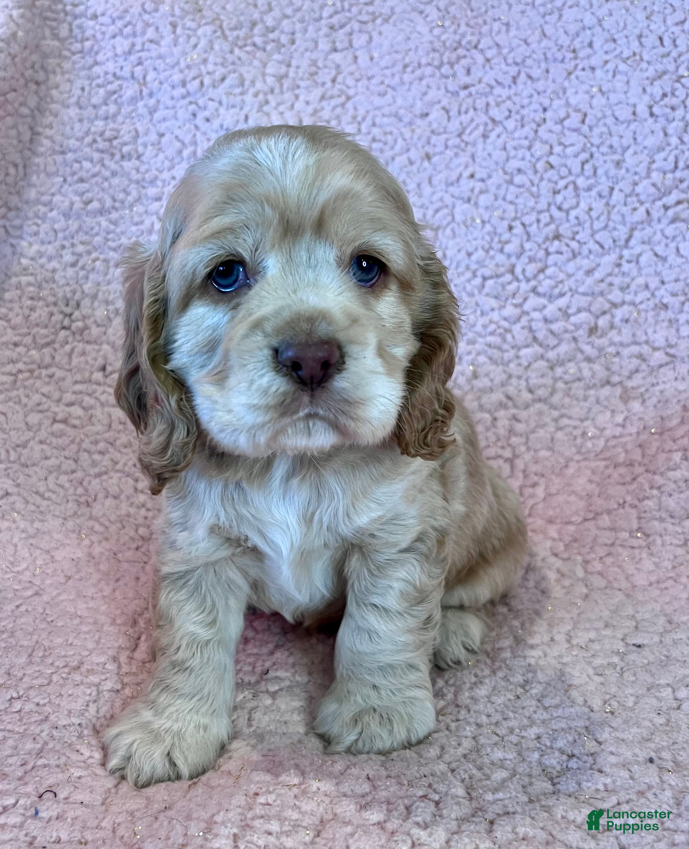 Cocker Spaniel dogs Buddy  - Ad 9