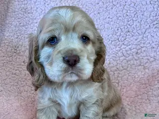 Cocker Spaniel dogs Buddy - Ad 9