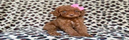 Cockapoo dogs for sale: Macey - Ad 4