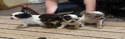 Chihuahua dogs for sale: AKC Snoopy, Black on white extra long coat boy  - Ad 24