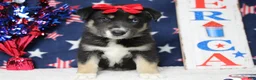 Mixed Breed dogs for sale: Dahlia  - Ad 3