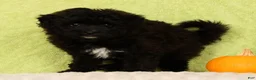 Pomapoo dogs for sale: Chelsey - Ad 5