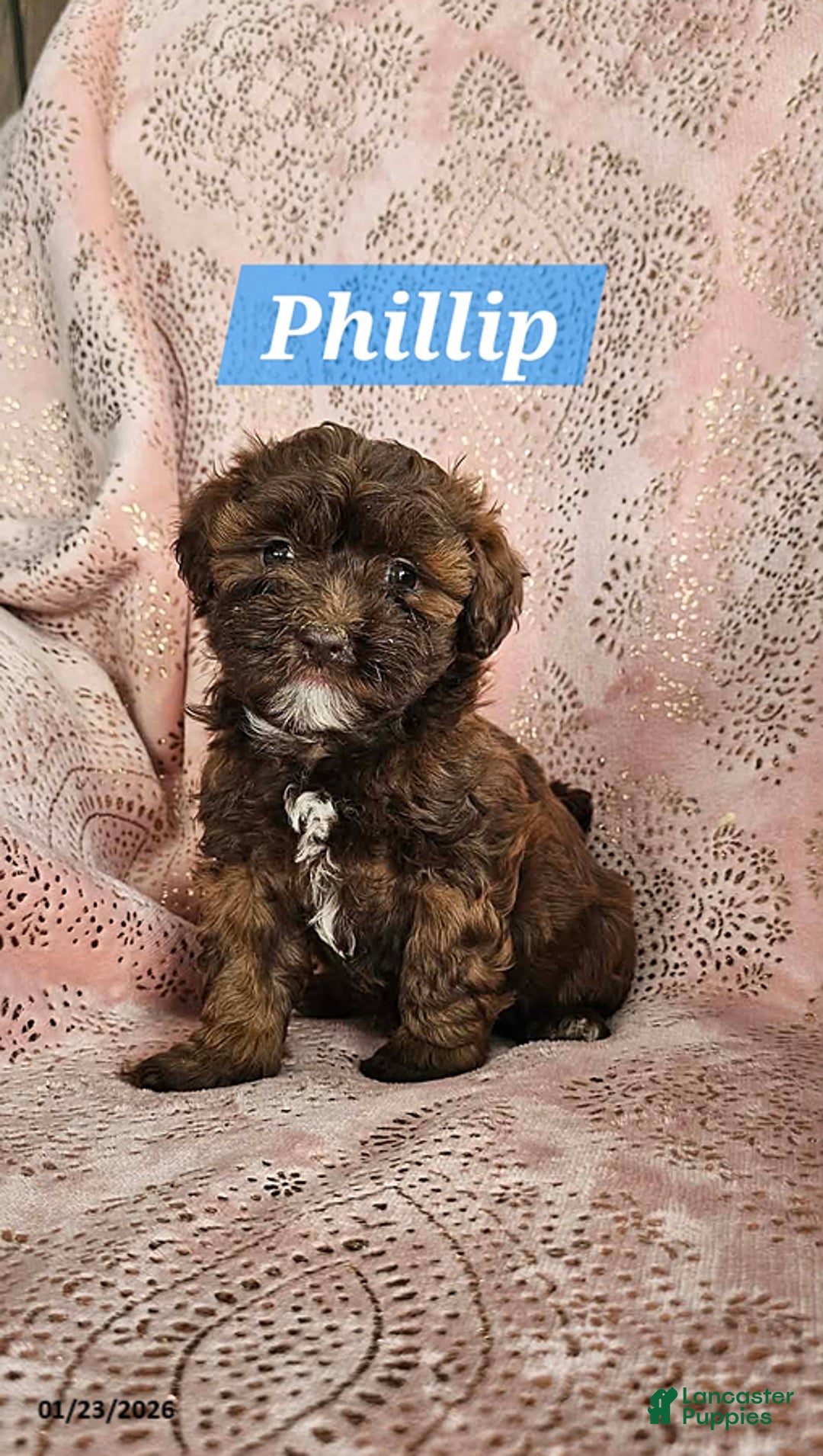 Shihpoo dogs for sale: Phillip - Ad 3