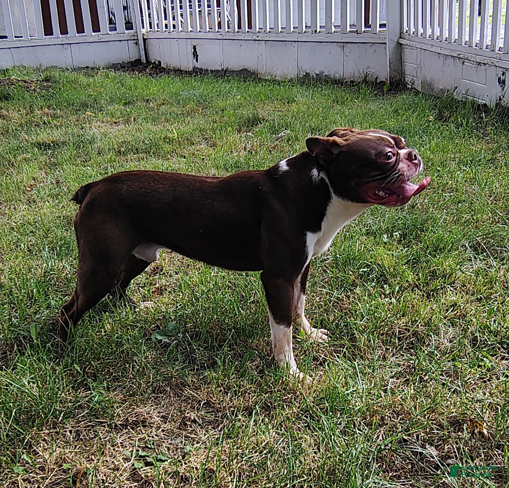Boston Terrier dogs for sale: Wallace  - Ad 1