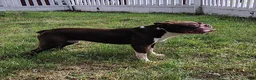 Boston Terrier dogs for sale: Wallace  - Ad 1