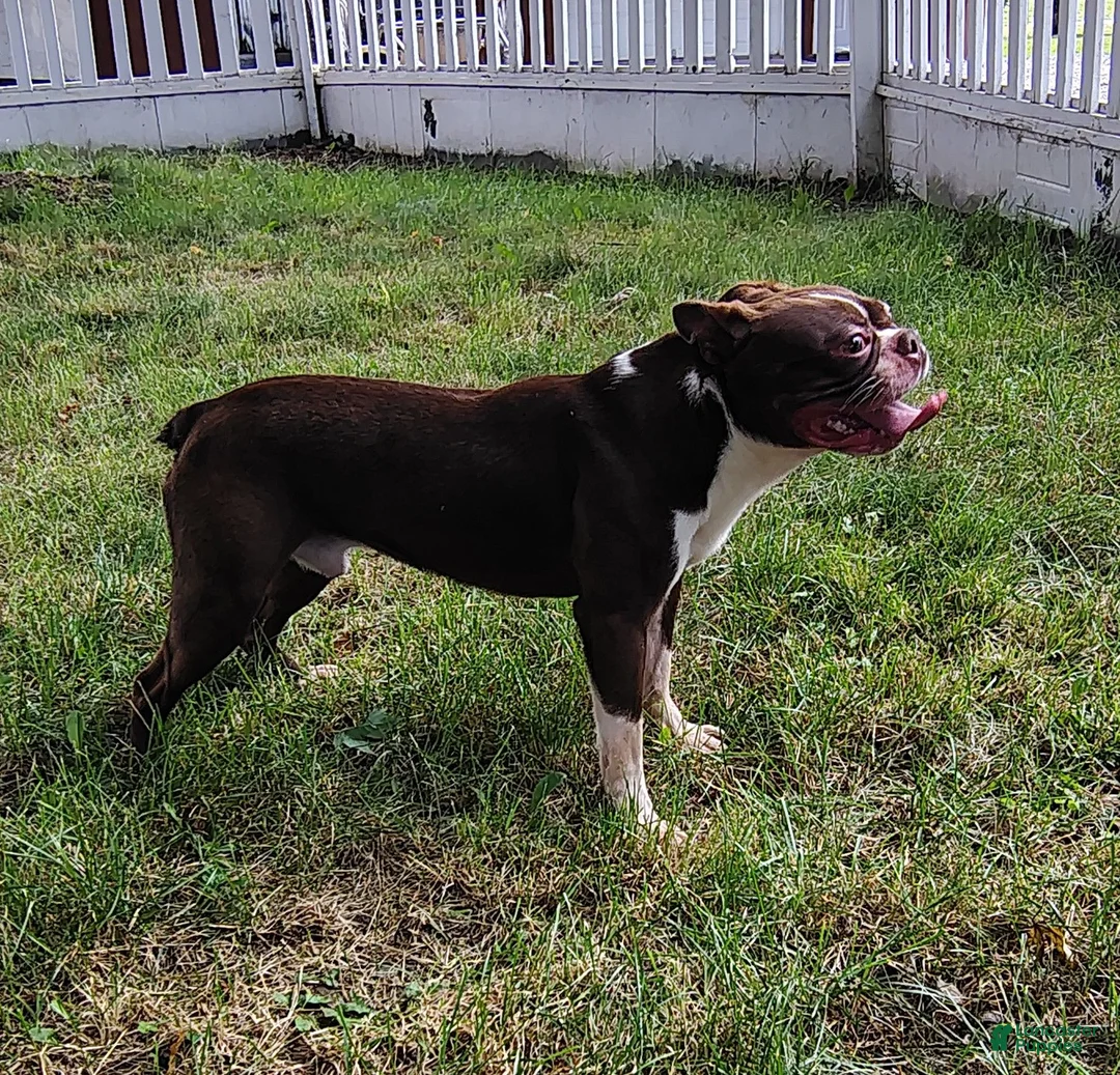 Boston Terrier dogs for sale: Wallace  - Ad 1