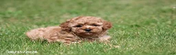 Shihpoo dogs for sale: Tigger - Ad 3