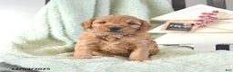Mini Goldendoodle dogs for sale: Brock  - Ad 2