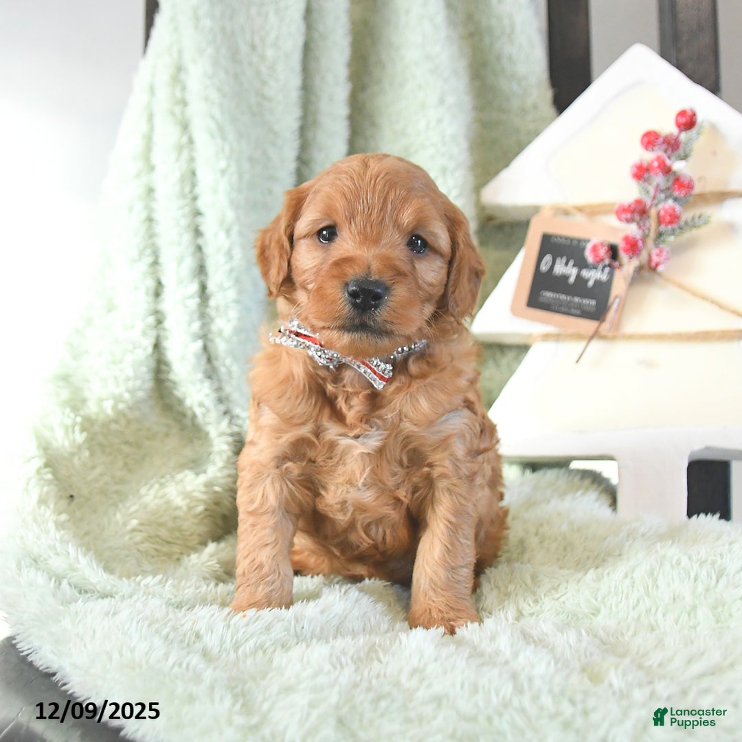 Mini Goldendoodle dogs for sale: Brock  - Ad 2
