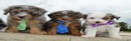 Mini Aussiedoodle dogs for sale: Mini Asher - Ad 17