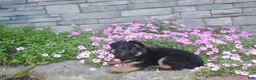 German Shepherd dogs for sale: Blaire  - Ad 5