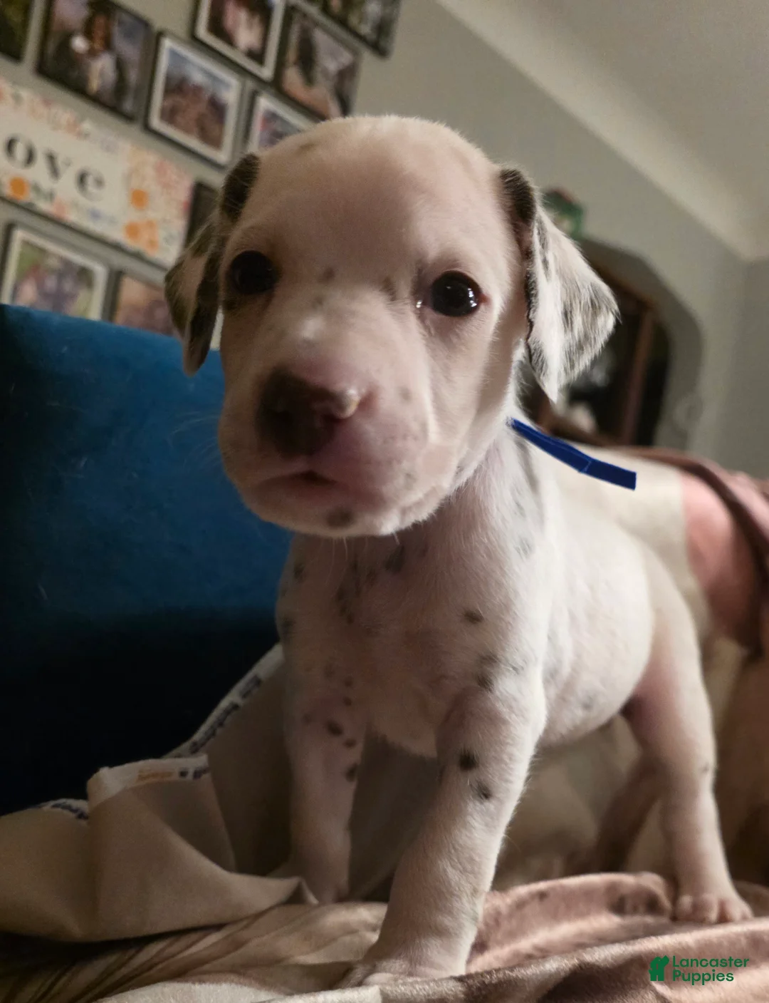 Dalmatian dogs for sale: Cocoa - Ad 3