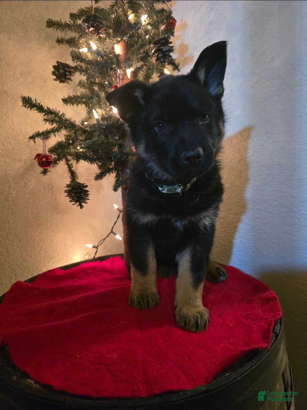 German Shepherd dogs Ego - Ad 2