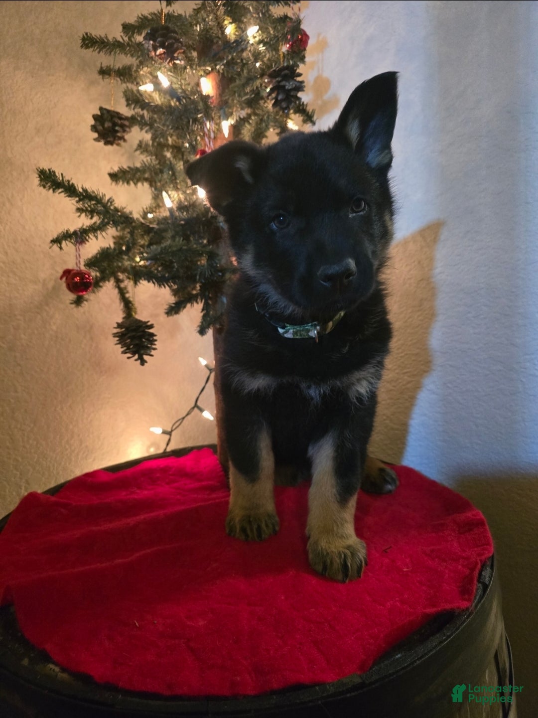 German Shepherd dogs for sale: Ego - Ad 1