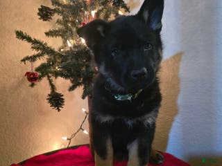 German Shepherd dogs Ego - Ad 37