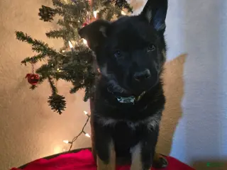 German Shepherd dogs Ego - Ad 23