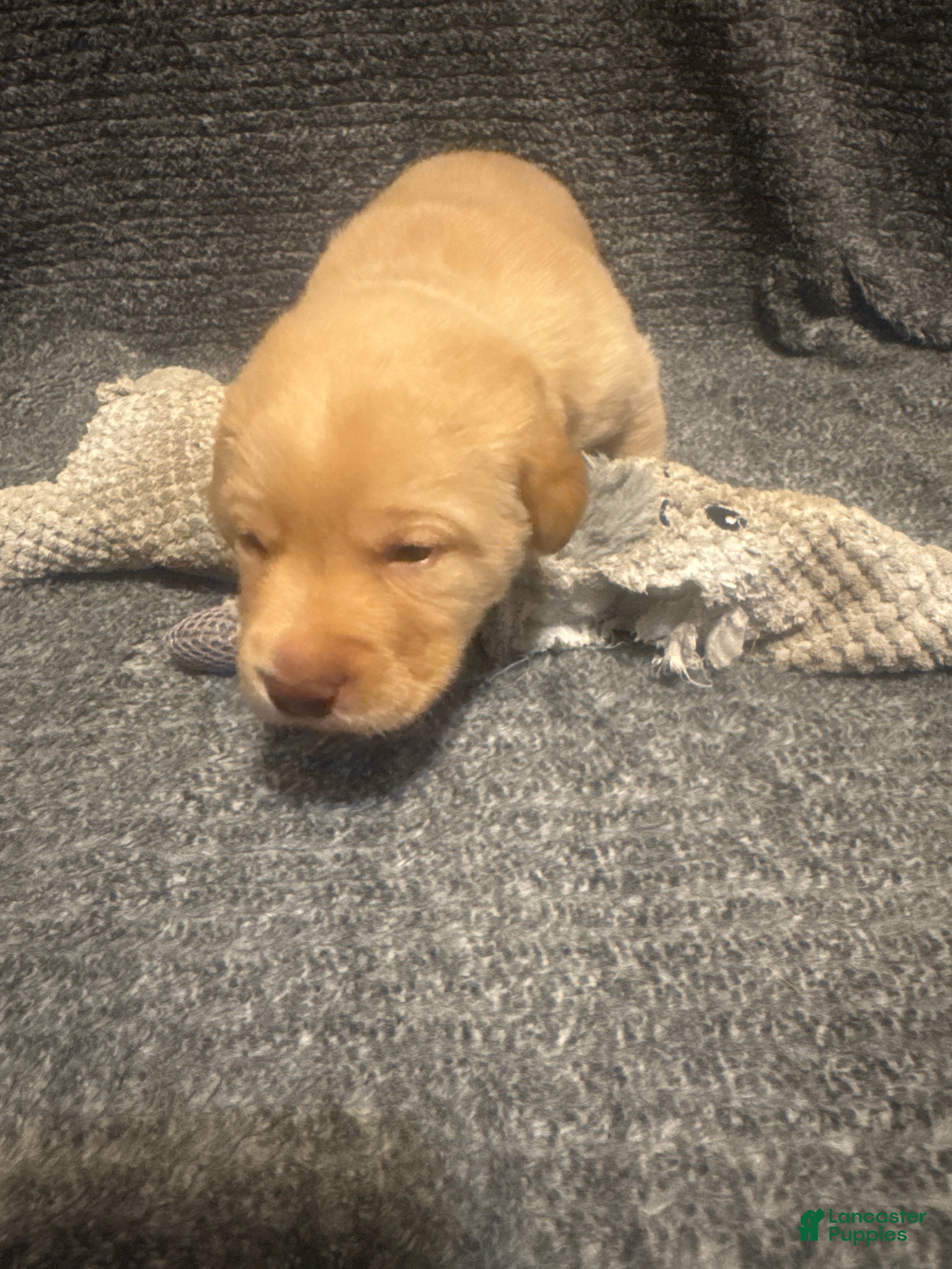 Labrador Retriever dogs for sale: Light Blue  - Ad 1