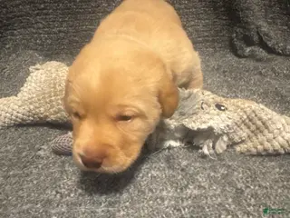 Labrador Retriever dogs for sale: Light Blue - Ad 1