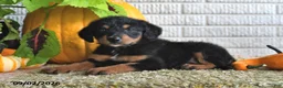 Mixed Breed dogs for sale: Bella - Ad 4