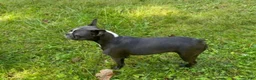 Boston Terrier dogs for sale: SALE PENDING - Ad 10