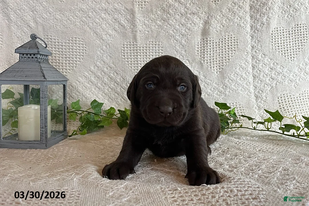 Labrador Retriever dogs for sale: Renee - Ad 3