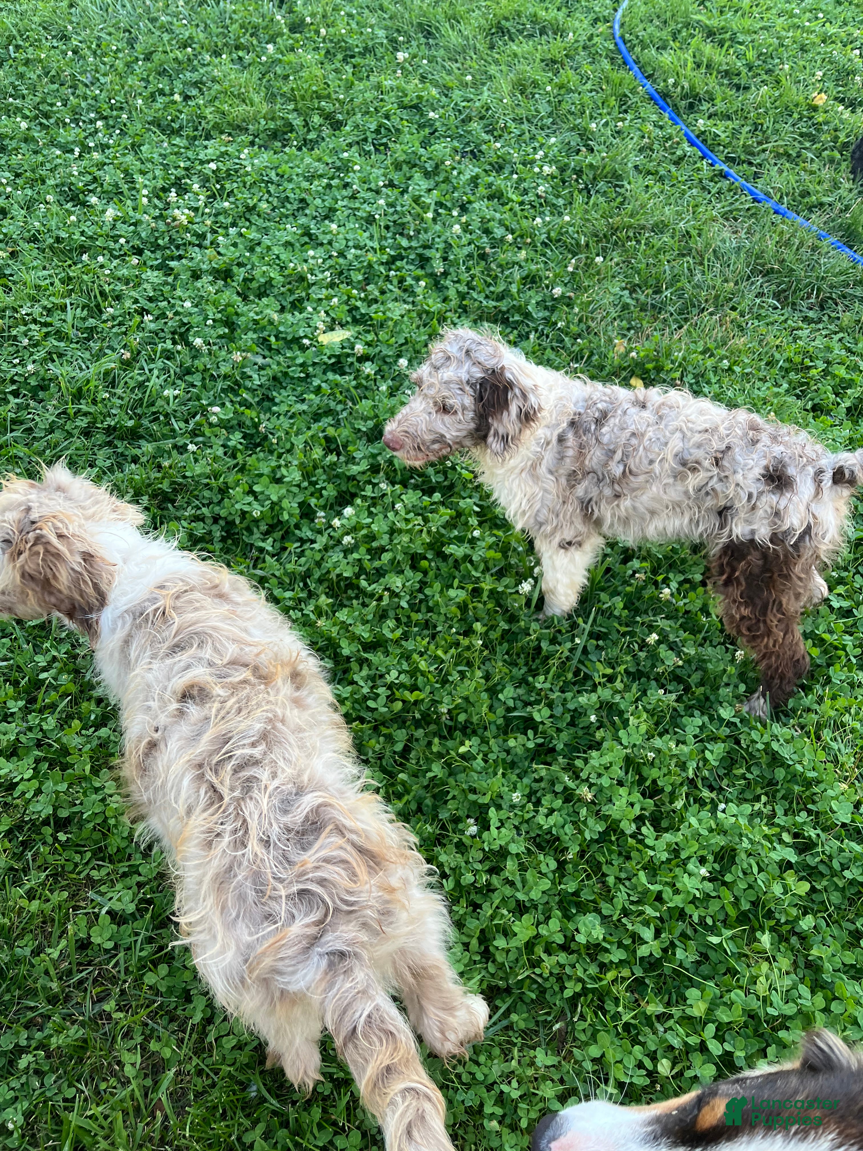 Aussiedoodle dogs 🤠 Cowboy  - Ad 2