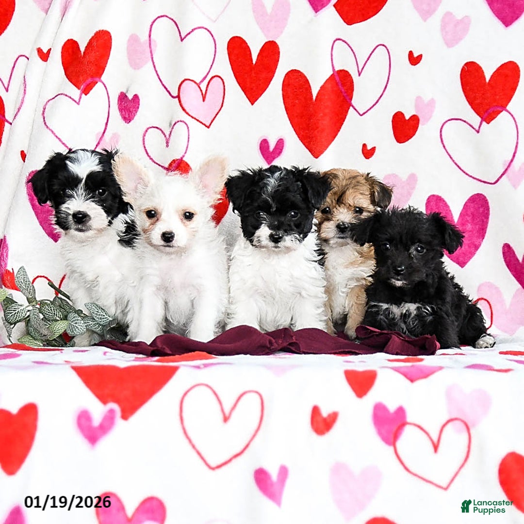 Yochon dogs for sale: Stormy - Ad 5