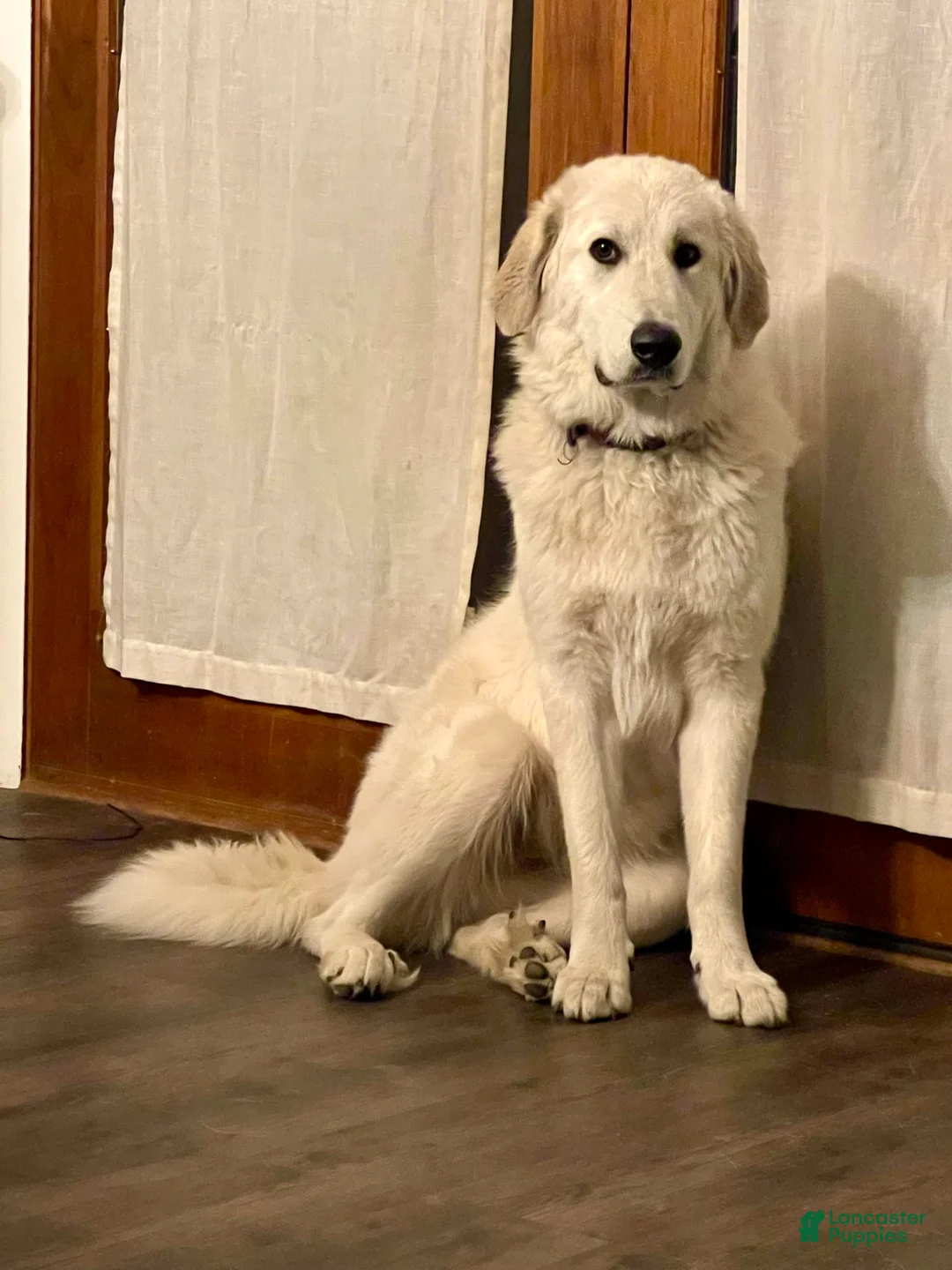 Gallery Image {{count}}