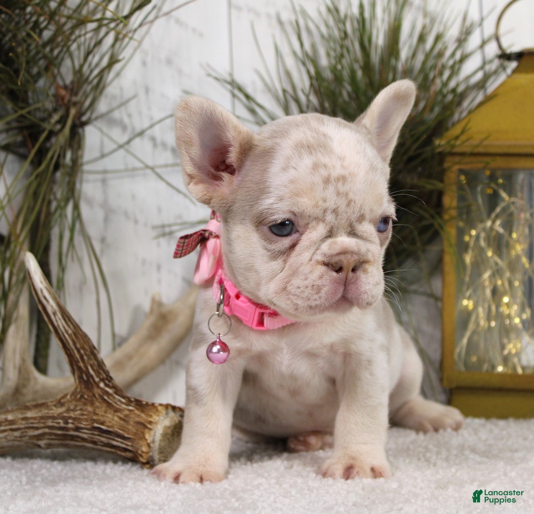 French Bulldog dogs for sale: Goldie - Ad 6