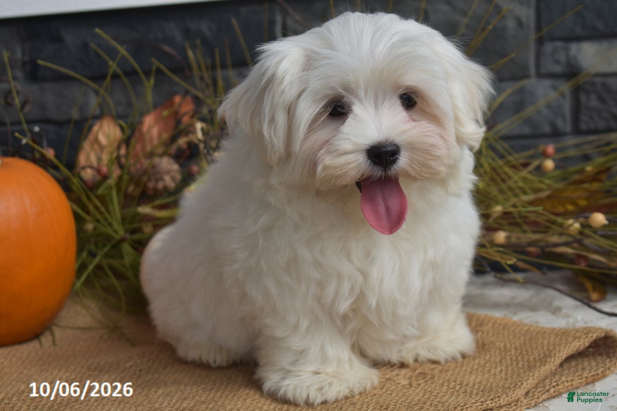 Maltese dogs Mischief - Ad 1