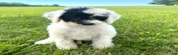 Mixed Breed dogs for sale: Vega - Ad 7