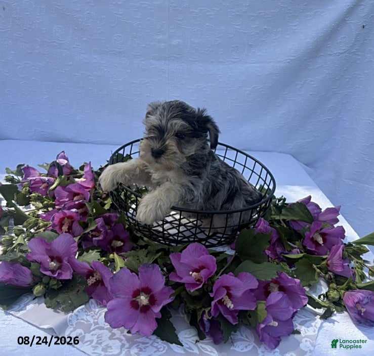 Miniature Schnauzer dogs Hunter - Ad 2