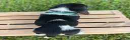 Basset Hound dogs for sale: Archie - Ad 3