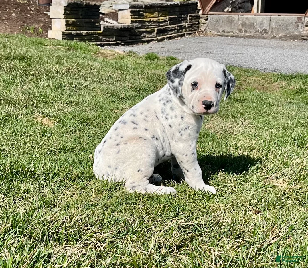 Dalmatian dogs for sale: Tyler Blue Eyed❤️AKC Hip Cert Dad❤️Call or Text 717-716-6440 - Ad 2