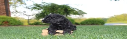 Mini Goldendoodle dogs for sale: Marcy - Ad 3