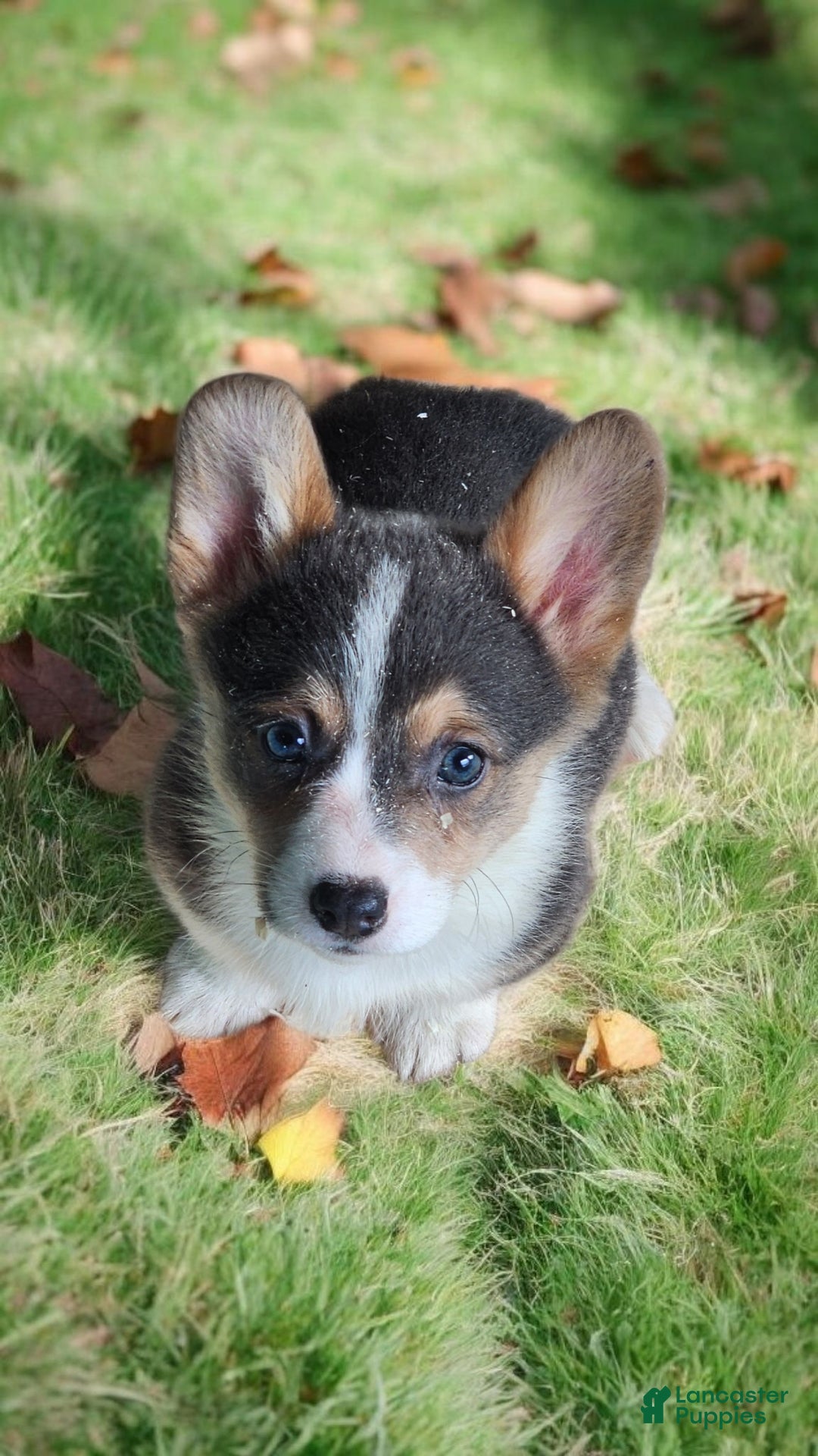 Welsh Corgi Pembroke dogs for sale: Annie Bluie  - Ad 19