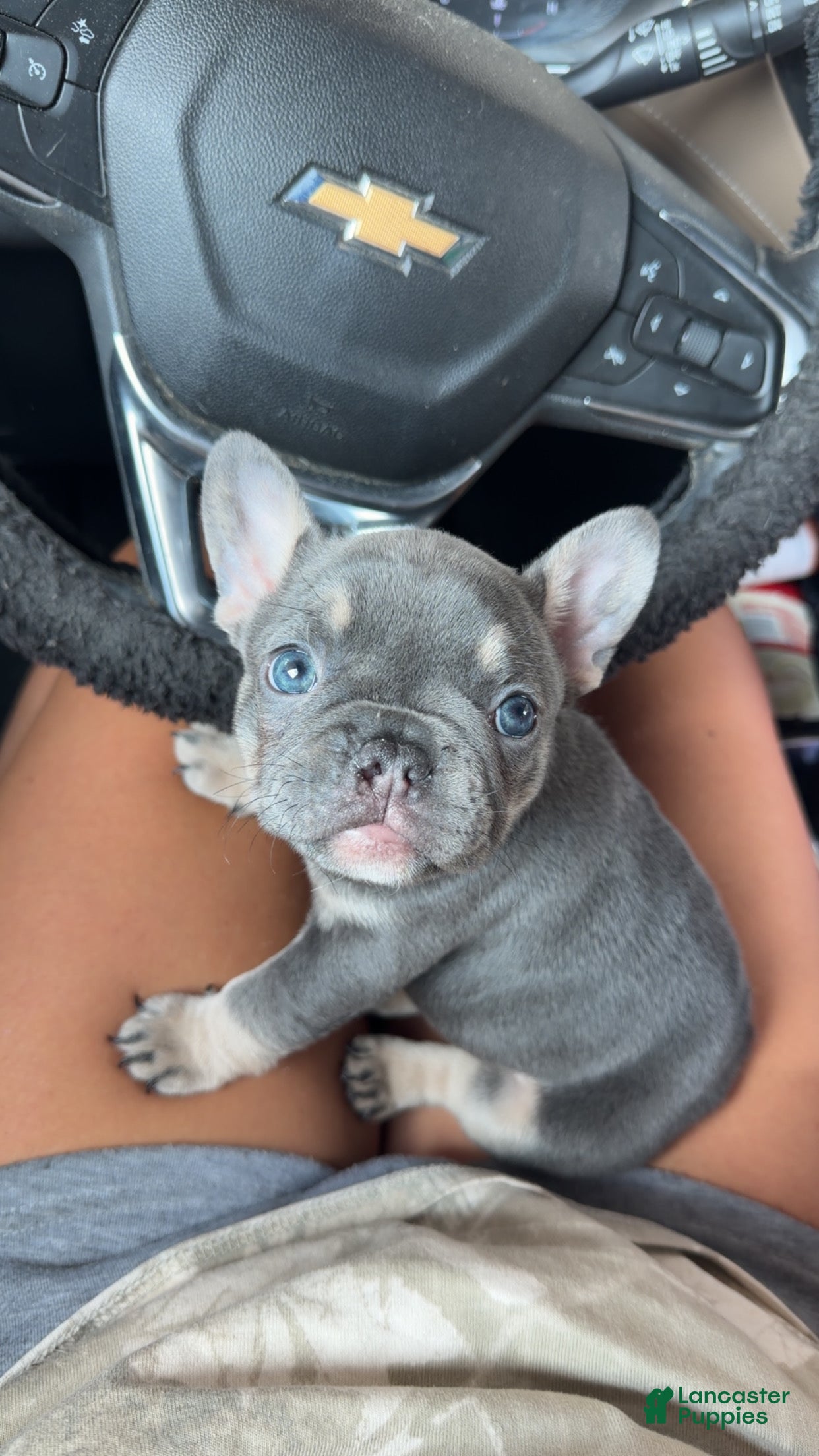 French Bulldog dogs Ivy - Ad 1