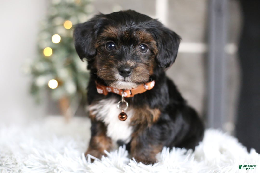 Yorkiepoo dogs for sale: Emmitt - Ad 12