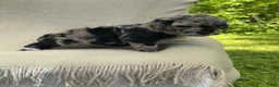 Mixed Breed dogs for sale: Churro - Ad 14