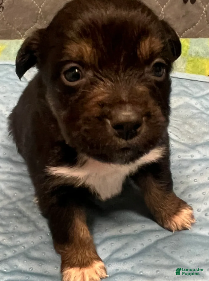 Australian Shepherd dogs Carrie - Ad 1