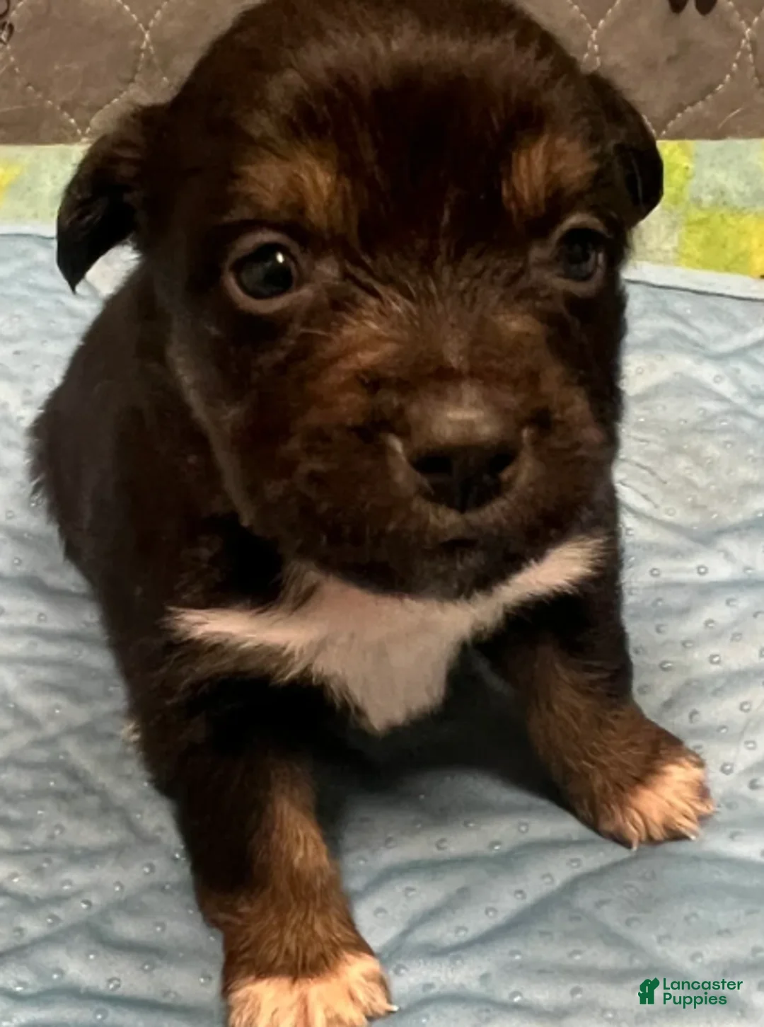 Australian Shepherd dogs for sale: Carrie - Ad 1