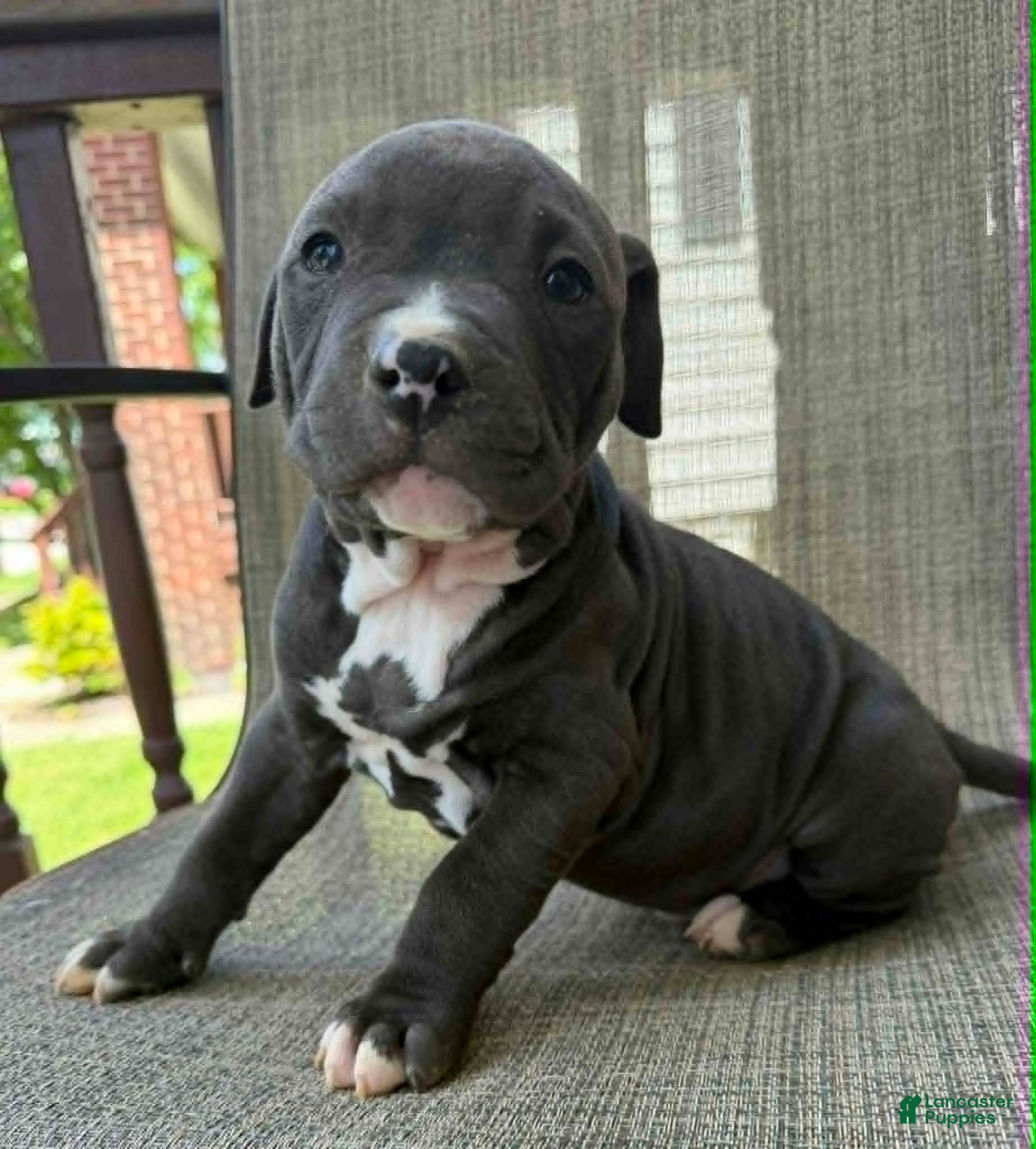 American Bully dogs for sale: Onyx - Ad 12