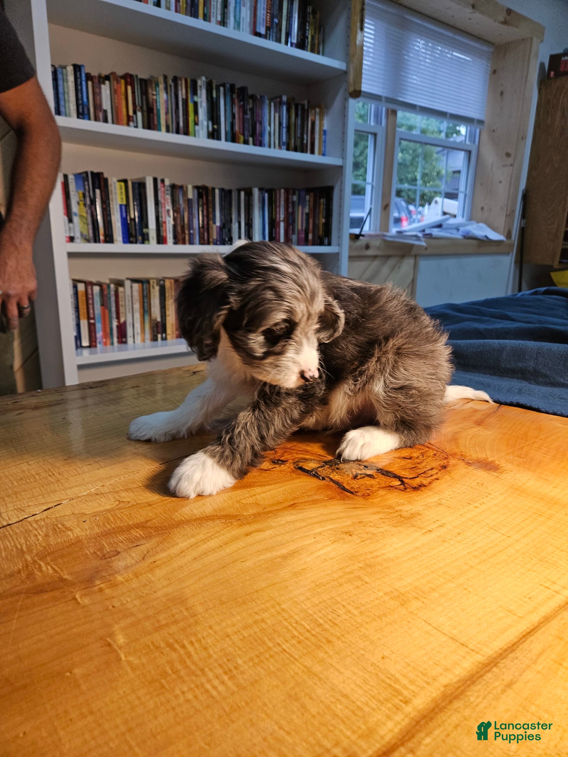 Mixed Breed dogs Harry - Ad 2